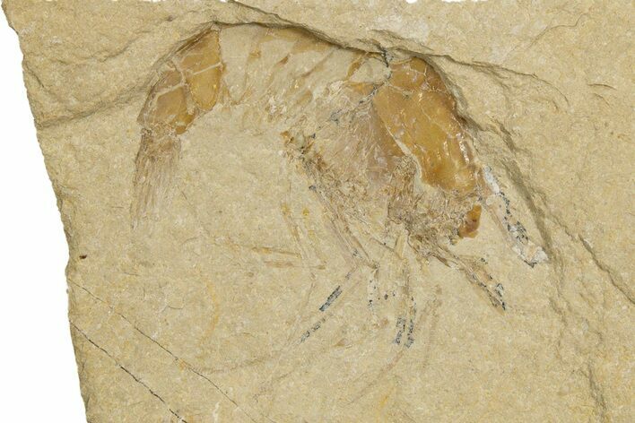 Cretaceous Fossil Shrimp - Lebanon #323714